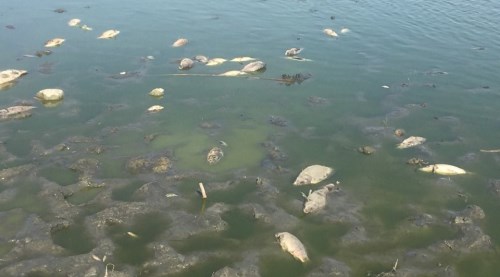 Binlerce balık kıyıya vurdu