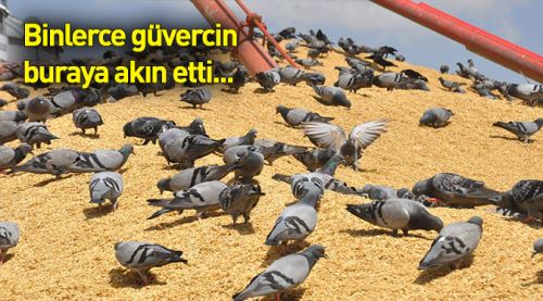 Binlerce güvercin buraya akın etti...