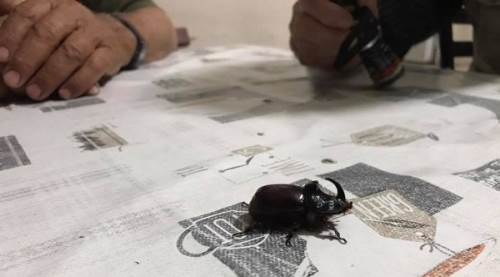 Bir anda masanın üstünde görünce...