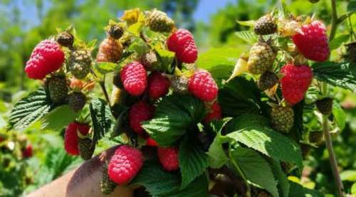 Bir kilosunun fiyatı bu sene...