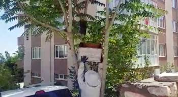 Bir Site İçine Ağaca Yuva Yapan Arılar Toplandı
