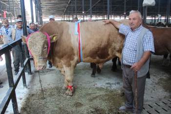 Bir Ton 400 Kiloluk Kurbanlık İlgi Görüyor
