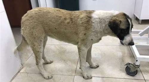 Bir vahşet haberi de Isparta'dan...