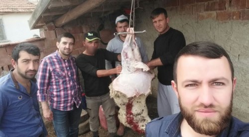 Bir yılda 24 kuzuyu yediler