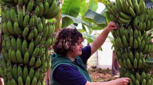 Bir zamanlar lükstü, şimdi fiyatı şaşırtıyor