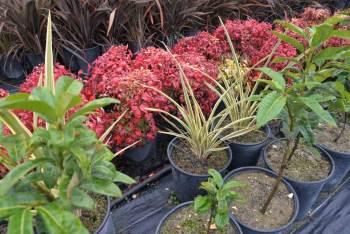 Bitki İhtiyaçların Yüzde 90’Nı Bu Seradan Sağlanıyor
