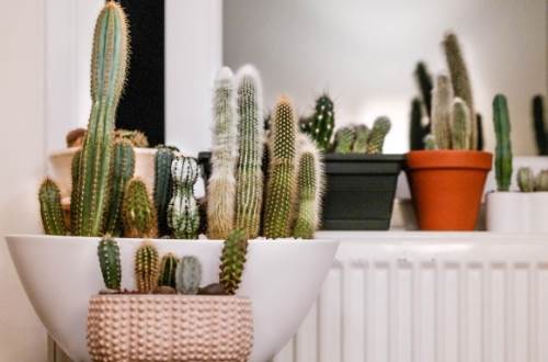 Bitkileriniz soluyorsa bu hataları yapıyor olabilirsiniz