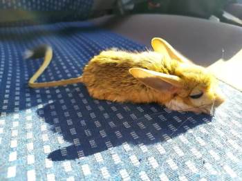 Bitkin Halde Bulunan Arap Tavşanı Tedavi Altına Alındı
