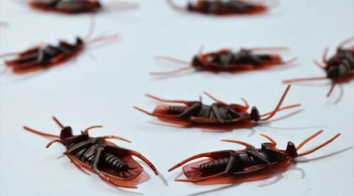 Böcek İlaçlama Zehirler mi? Riskler Neler, Nelere Dikkat Etmeli?