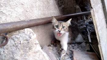 Boğazına Kemik Batan Sokak Kedisi Ameliyatla Sağlığına Kavuştu
