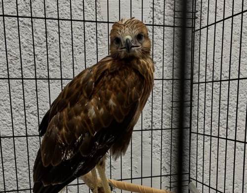 Bolu’da 15 yaban hayvanı doğaya döndü