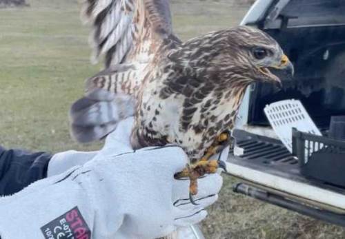 Bolu'da 25 kaçak hayvan yakalandı: 446 bin para cezası!