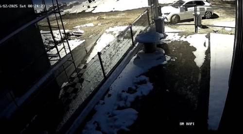 Bolu’da aç kalan tilki şehir merkezine indi