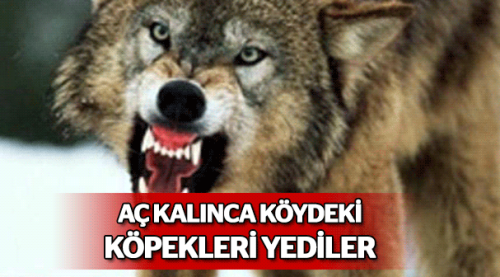 Bolu'da aç kurtlar köyün köpeklerini yedi