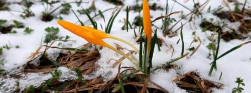 Bolu’da baharın müjdecisi karlar altında kaldı