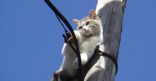 Bolu’da direkte mahsur kalan kedi 2 gün sonra kurtarıldı