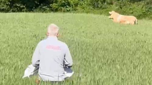 Bolu'da Kurban Bayramı’nda kaçan dana köyü ayağa kaldırdı