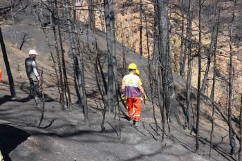 Bolu’daki tarihi yangın sonrası ağaçlandırma çalışmaları hız kazandı!