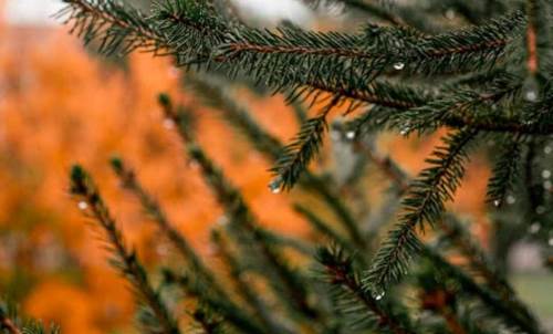 Bolu hava durumu - 22 Nisan 2025