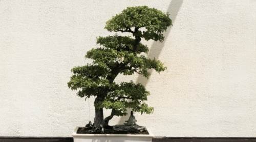 Bonsai Nasıl Bir Saksı İster? Bakımı Nasıl Olmalı?