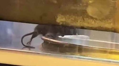 Börekçideki skandal fare görüntüsü mide bulandırdı!