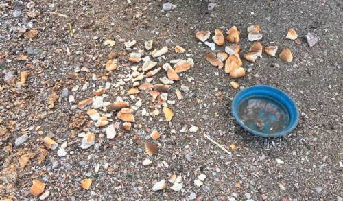  Boş arsaya bırakılan ekmek ve su kirliliğe neden oluyor