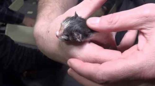 Böyle olay görülmedi: Okey masasında doğum!