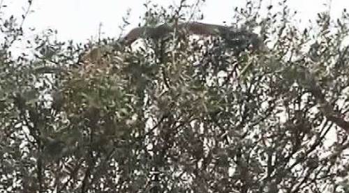 Boyu dudak uçuklattı: Böyle dehşet bir yılan yok!