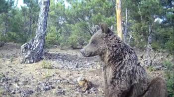 Boz Ayının Keyif Anları Görüntülendi
