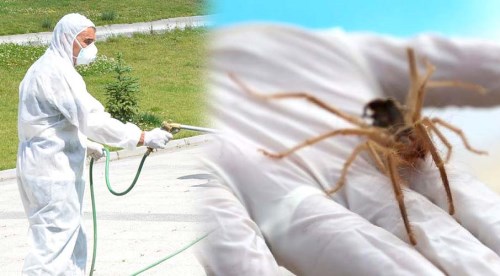 Bozüyük'te et yiyen örümcek alarmı