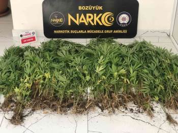 Bozüyük’Te Hint Keneviri Bitkisi Ele Geçirildi
