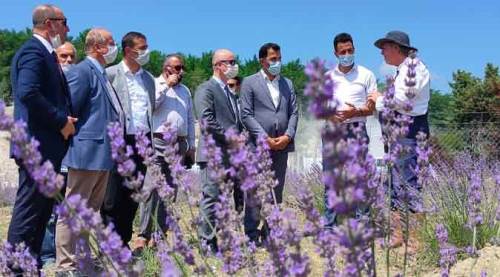 Bozuyük'te ilk lavanta hasadı yapıldı