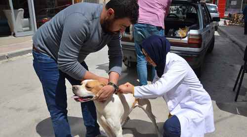 Bozüyük'te köpeklere aşı yapıldı