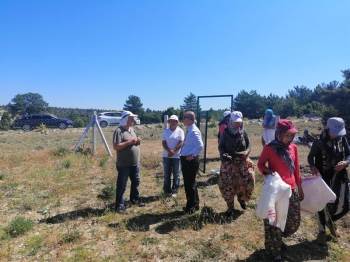 Bozüyük’Te Lavanta Hasadı Yapıldı
