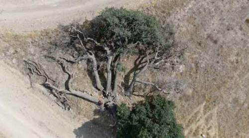 Bu ağaca kimse dokunamıyor, sebebi ise çok farklı...