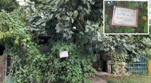 Bu ağacın üzerindeki notu gören şaşırıyor