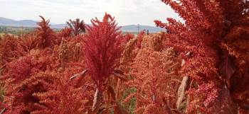 Bu Bitki Çölyak Ve Kanser Hastaları İçin Adeta Umut Niteliğinde
