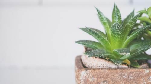 Bu Bitkiler Evi Isıtıyor!