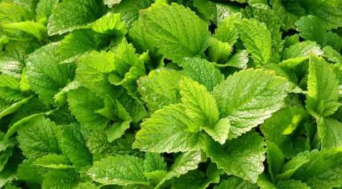 Bu bitkiye dikkat: Öyle faydaları var ki...