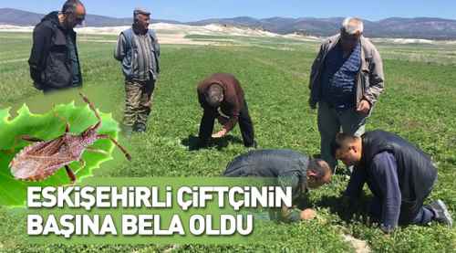 Bu böcek çiftçinin kabusu oldu!