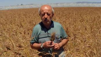 Bu Buğday Başka Bir Buğday
