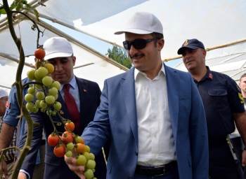 Bu Cezaevinde Her Şey Organik
