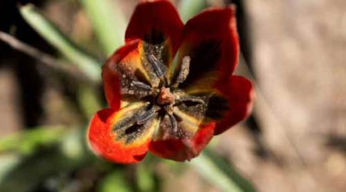 Bu çiçeği görürseniz aman dikkat!