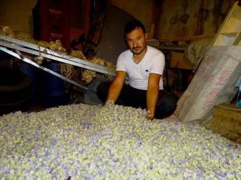 Bu çiçek tam bir şifa deposu