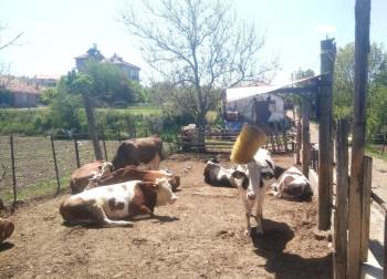 Bu Da Otomatik Kaşıntı Fırçası
