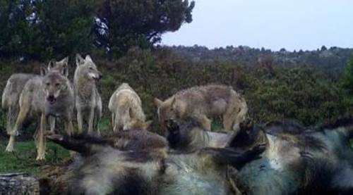Bu görüntüler Afrika'dan değil, Eskişehir'in komşusundan: İşte vahşi yaşam...