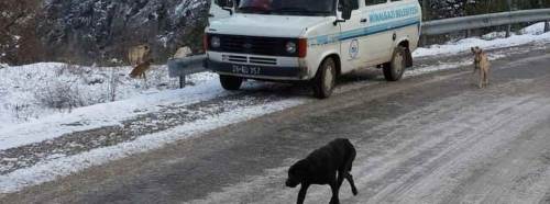 Bu görüntüler tepki topladı