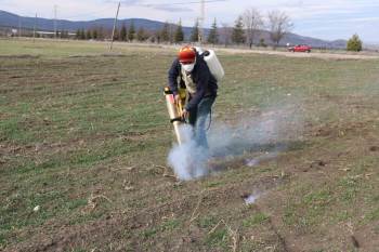 Bu İlçedeki Çiftçilerin Başı Farelerle Dertte
