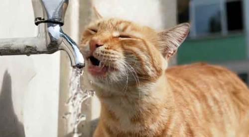 Bu kedi bildiğiniz kedilerden değil!