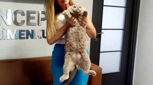 Bu kediyi gören gözlerine inanamıyor